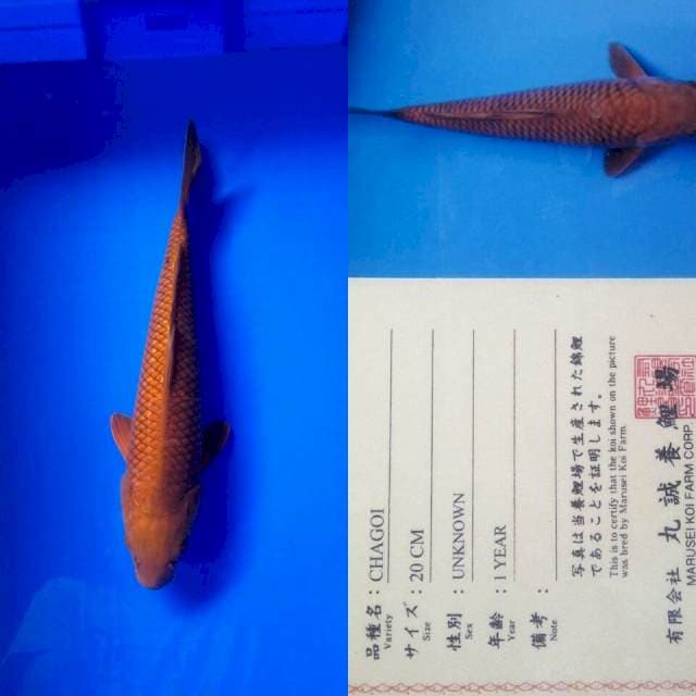 Chagoi import marusei