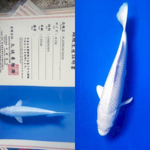 Platinum import marusei