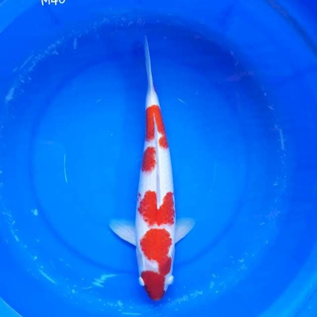 Kohaku Bakat Jumbo