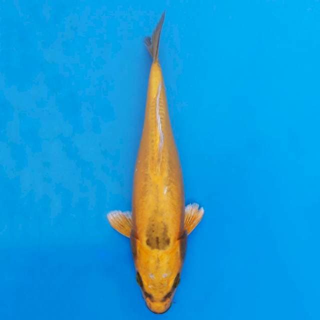 Banana 25cm
