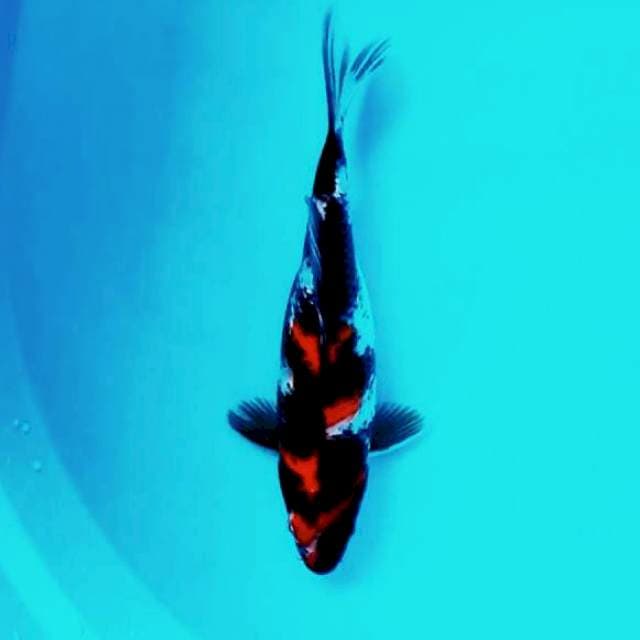 Showa Shansoku # 28cm