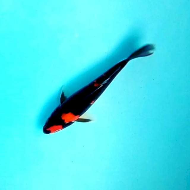 Black Red # 25cm