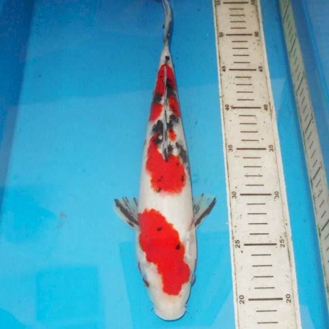 35CM SANKE SAKURA