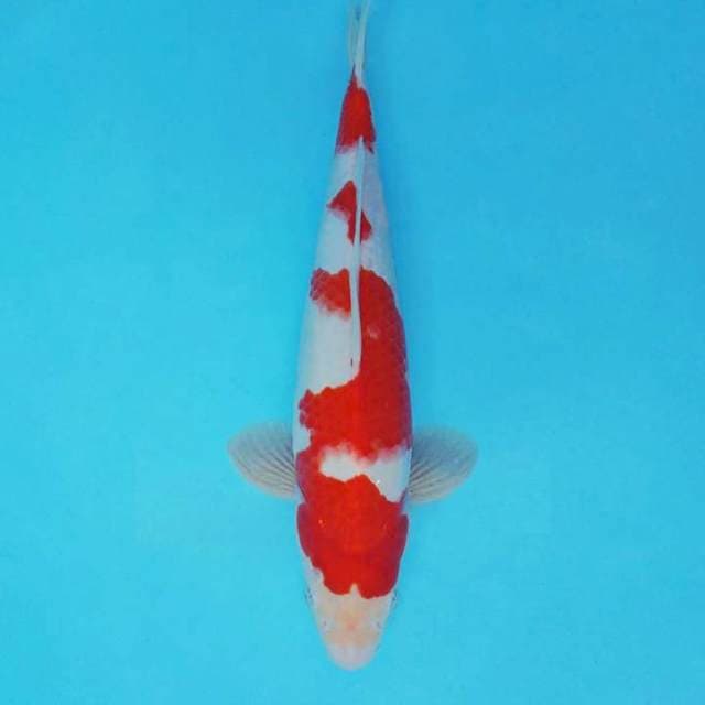 YORI 2 - KOHAKU ®