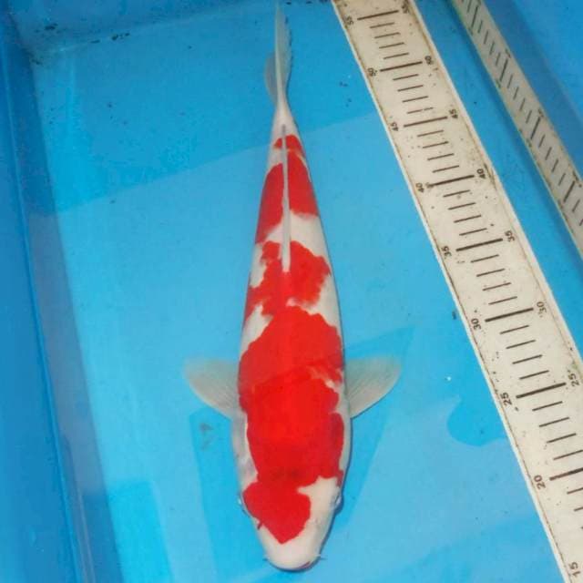 36CM SAKURA MERAH