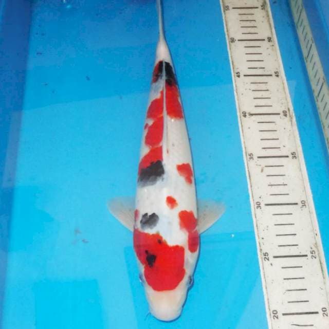 36CM KINDAI SANKE STUBOSUMI