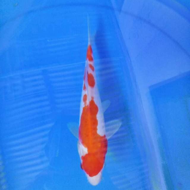 Kohaku 20 cm