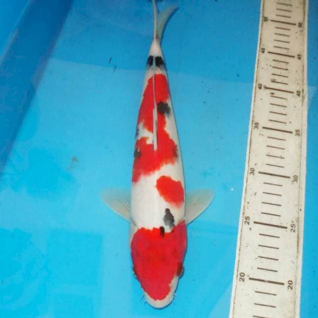 35cm F1 HQ SANKE TSUBOSUMI 