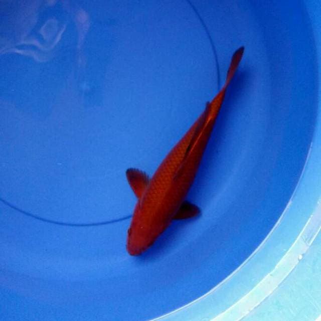 SQ.CHAGOI TEMBAGA MURNI