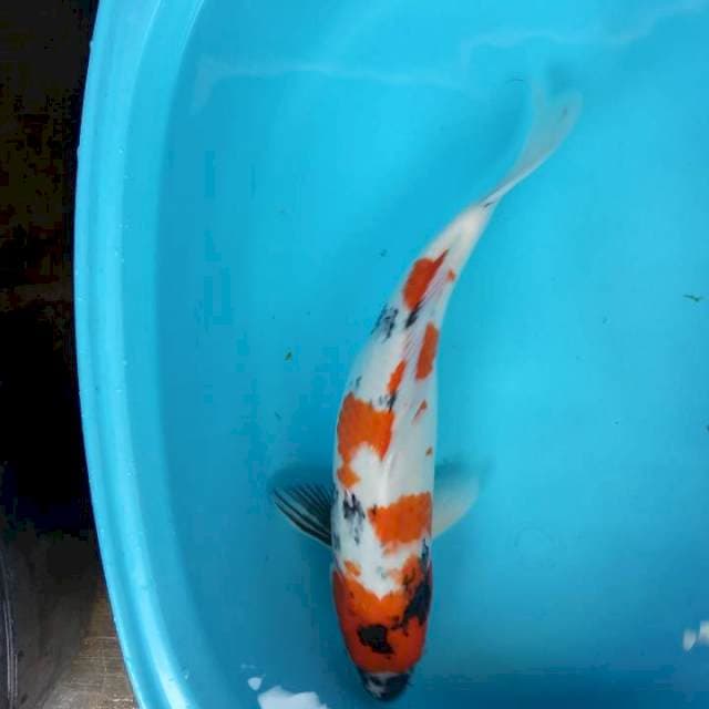 Showa 38 cm