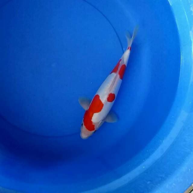 DOITSU KOHAKU MURNI