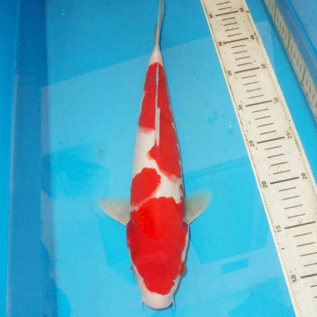 37cm F1 KOHAKU RED DEVIL