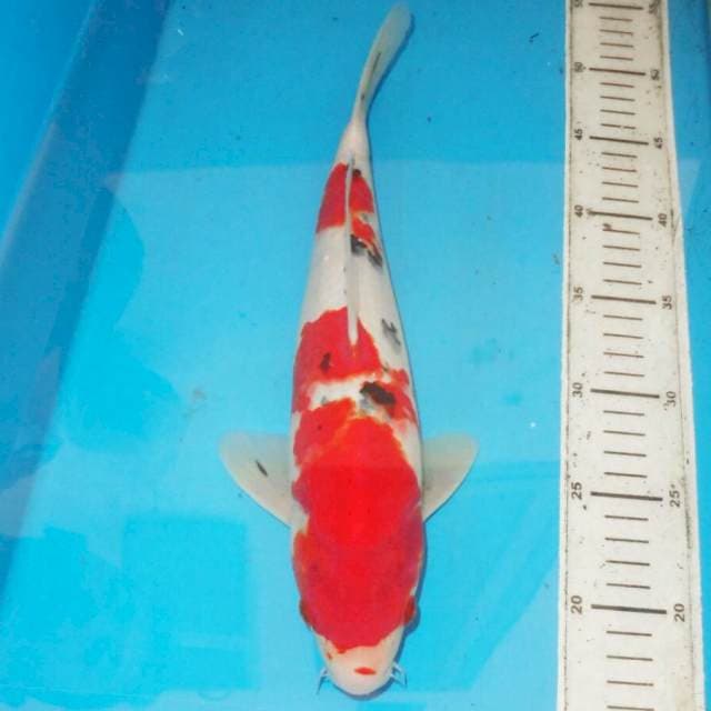 36cm F1 SANKE