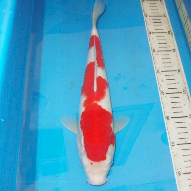 39cm F1 ORI INAZUMA