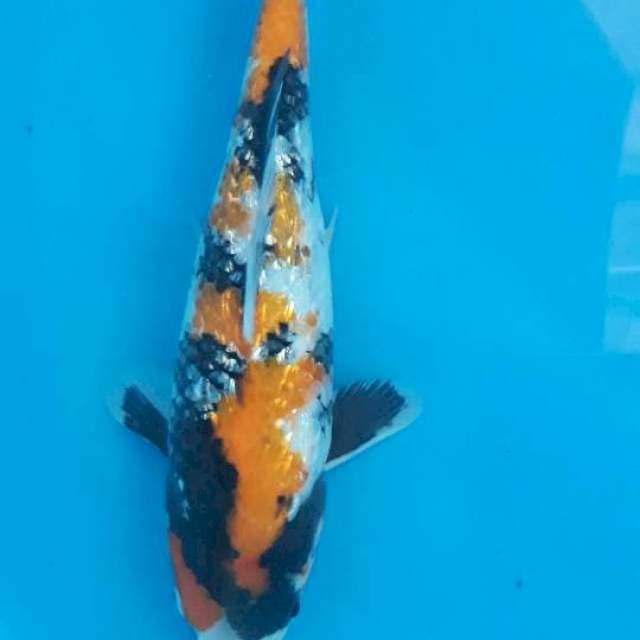 Showa ginrin tsubo sumi SQ
