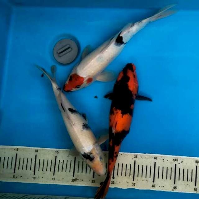 Utsuri, Siro, tancho. 32,33,35 Cm