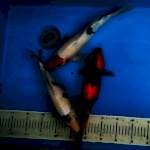 Utsuri, Siro, tancho. 32,33,35 Cm