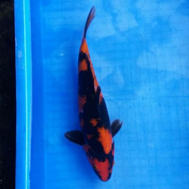 Hi utsuri jos