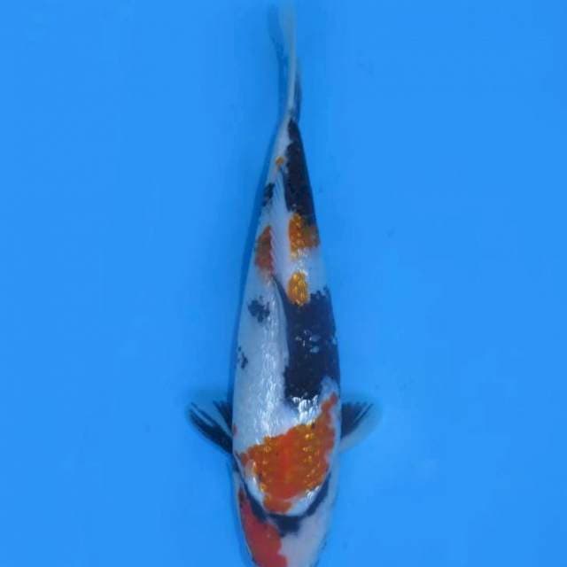 25cm , Kindai Showa Full Ginrin