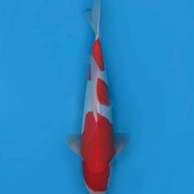 35cm , Kohaku Doitsu Murni HQ (original) 
