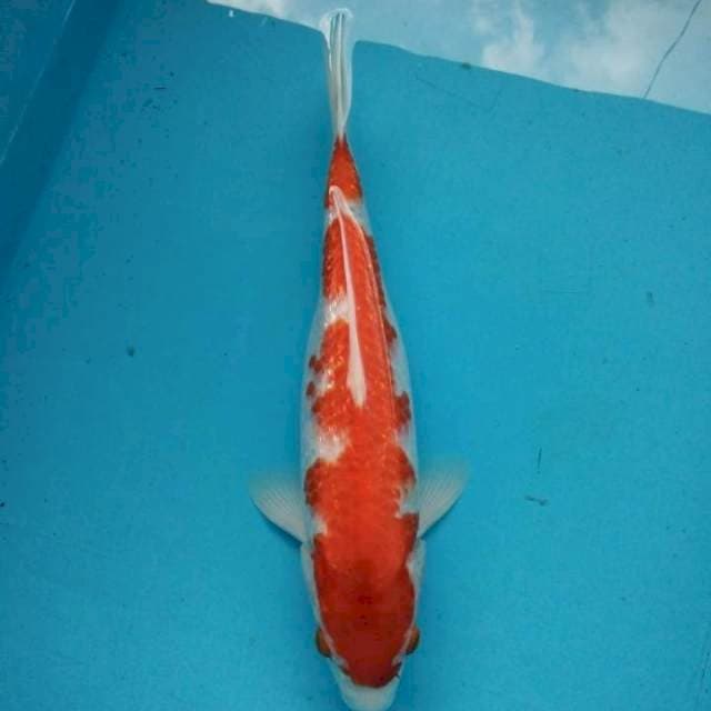kohaku ginrin