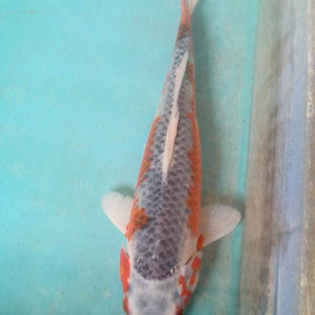 Bagus33cm
