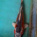 Bagus33cm