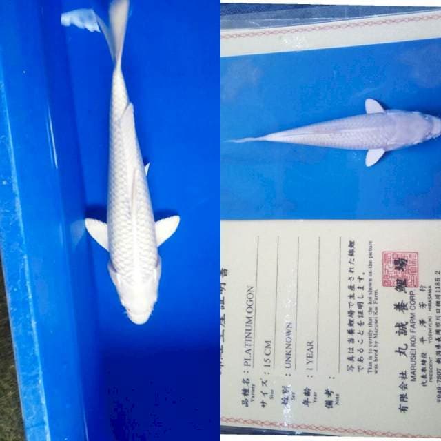 Platinum import marusei