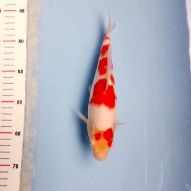 Red Kohaku