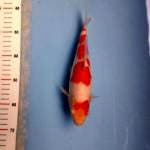 Red Kohaku
