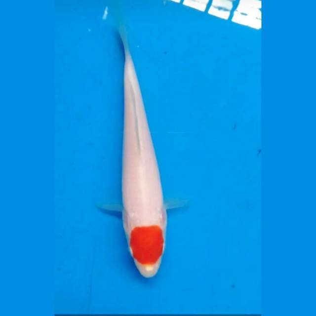 Bloodline F1-Original Tanco kohaku
