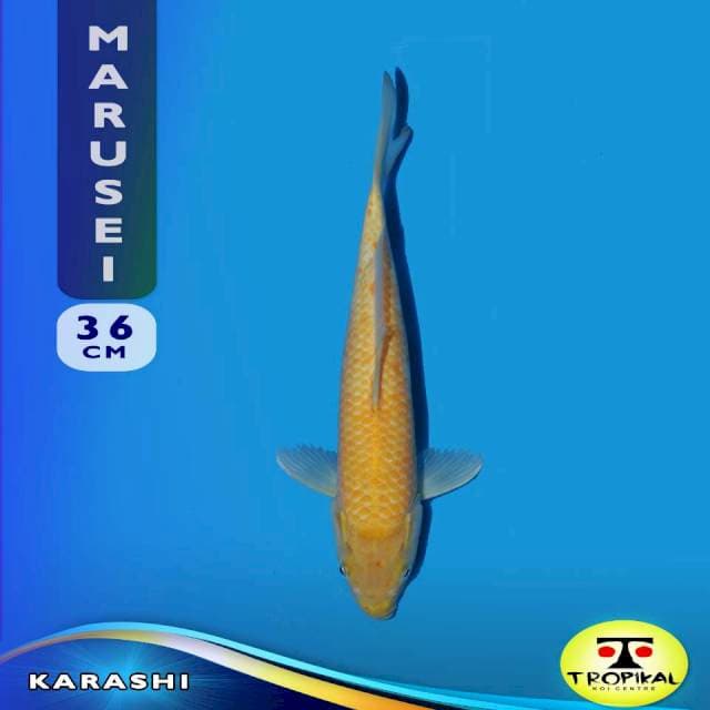 Karashi (Marusei Farm) 36cm. Import & Breeder Sertifikat