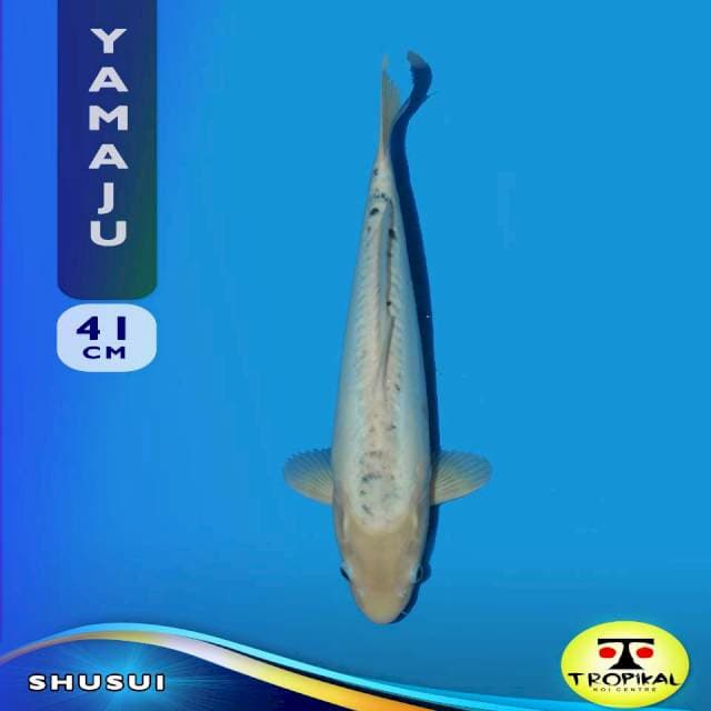 Shusui (Yamaju Farm) 41cm. Import & Sertifikat