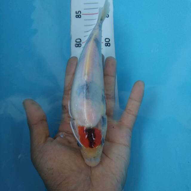 Tancho showa tategoi*23cm