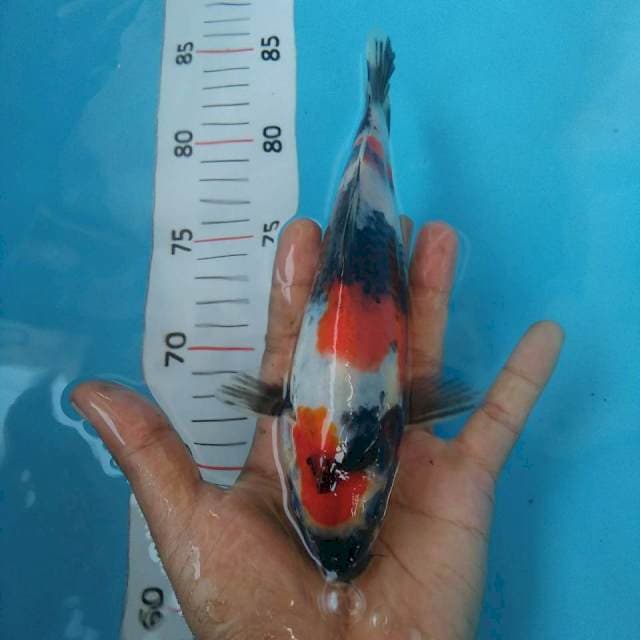 Showa*23cm 