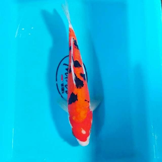 Doitsu 28 cm