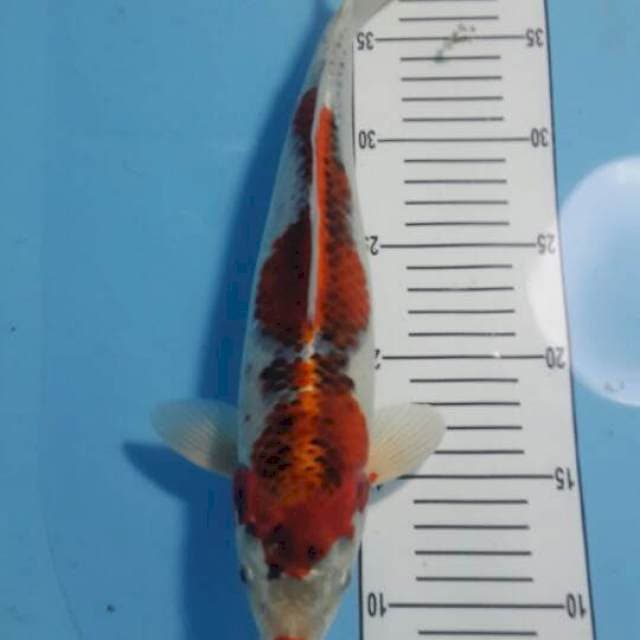 kucibeni kujaku 34 cm
