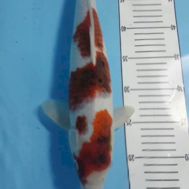 goromo 42 cm jantan