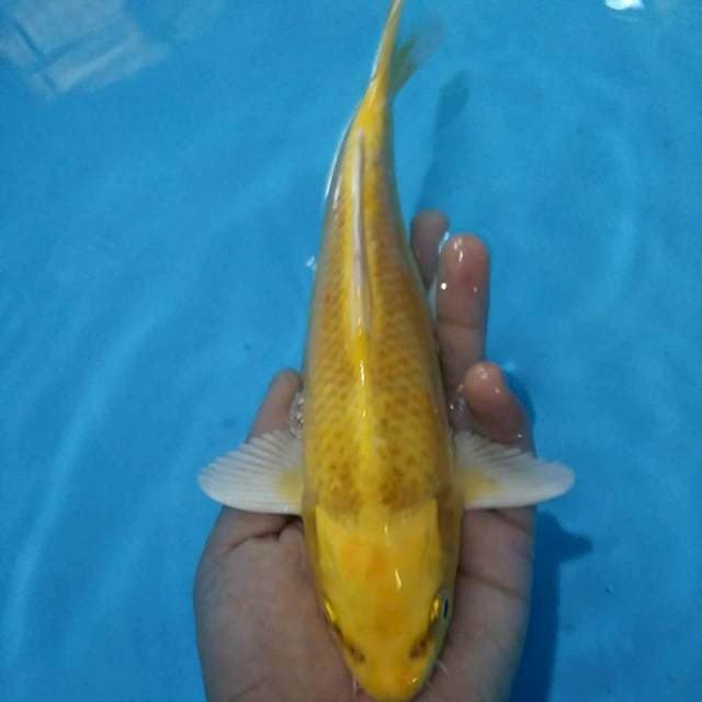 Ogon 26cm 