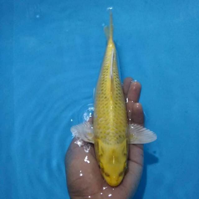 Ogon 27 cm
