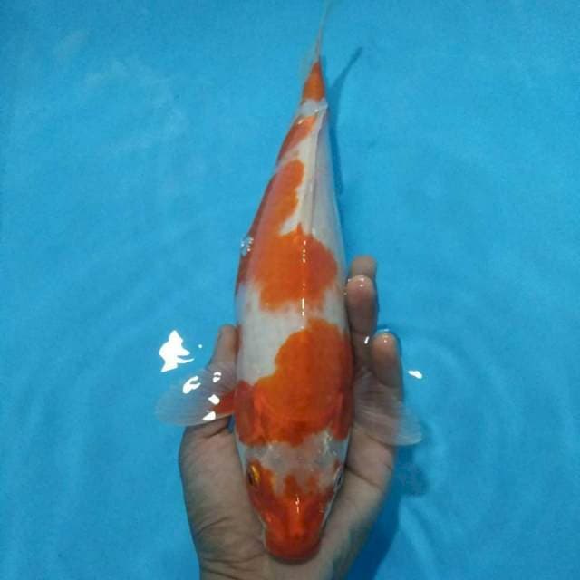 Kujaku 26 cm