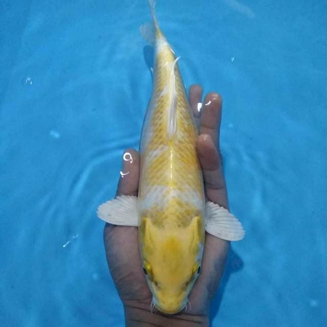 Hariwake 26 cm