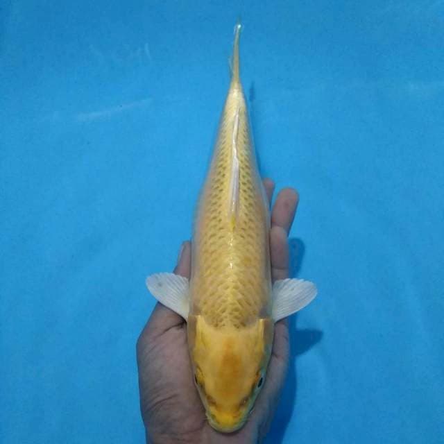 Ogon 30 cm