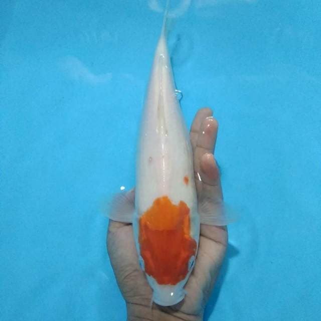 Original kijiro 27cm