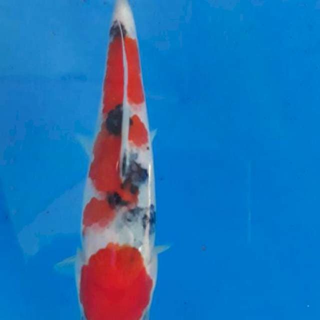 Tategoi sanke tsubo sumi