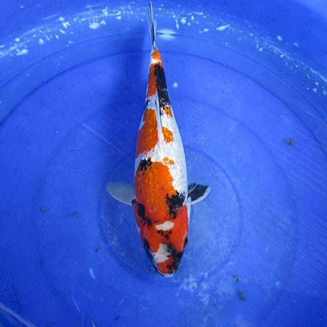 Ginrin showa ±30cm