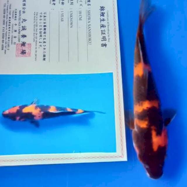 Showa import marusei