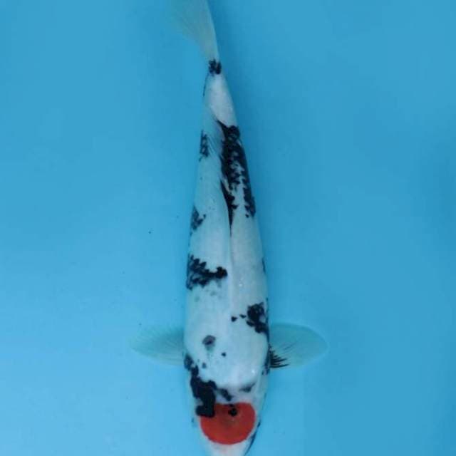 Tancho shoa sq 44cm