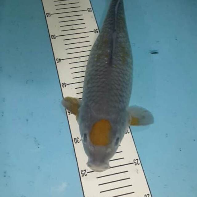 tanco ociba 41 cm