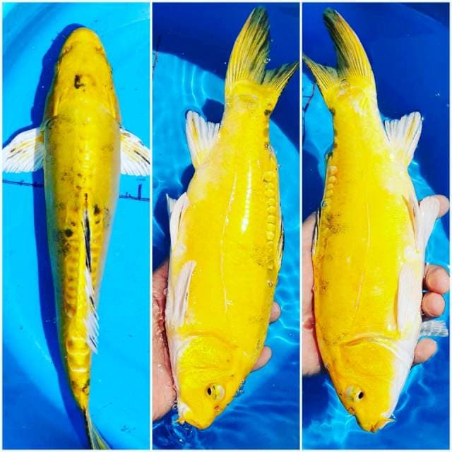 Doitsu Murni Hikari 32cm